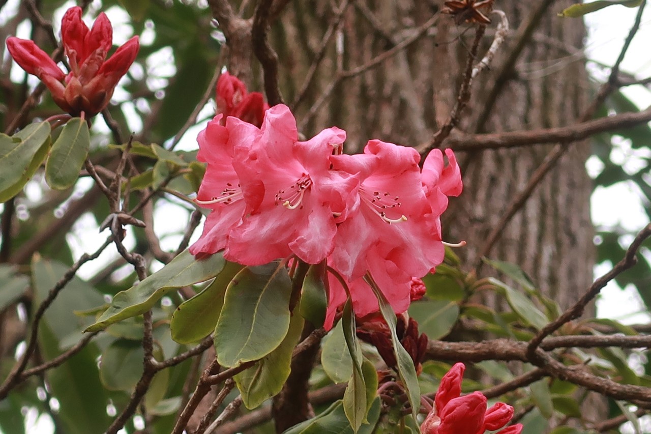 'Dawn's Delight'